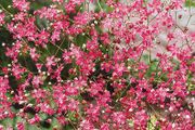 (G) Gypsophila Elegans Red seeds 1g (600823)