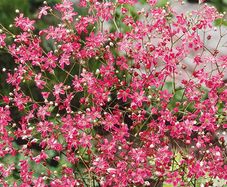 (G) Gypsophila Elegans Red seeds 1g (600823)