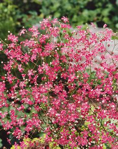 (G) Gypsophila Elegans Red seeds 1g (600823)
