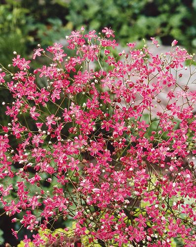 (G) Gypsophila Elegans Red seeds 1g (600823)