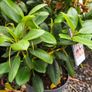 Rhododendron Plants Image 3