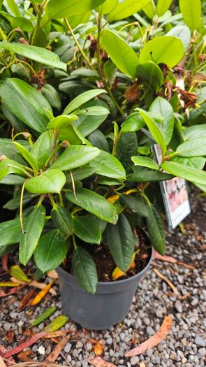 Rhododendron Plants
