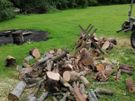 Tree surgeon and hedges cut Image 3