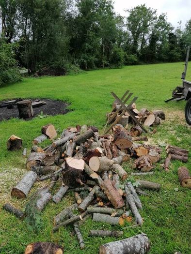 Tree surgeon and hedges cut