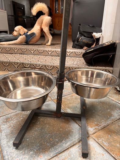 Dog feeding Stayion