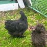 Olive Egger Rooster & Black Pekins Image 6