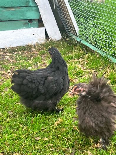 Olive Egger Rooster & Black Pekins