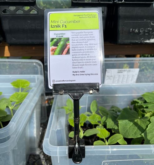 Cucumber Plants (4 different varieties for greenhouses, polytunnels, outdoors, pots, containers)
