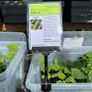 Cucumber Plants (4 different varieties for greenhouses, polytunnels, outdoors, pots, containers) Image 3