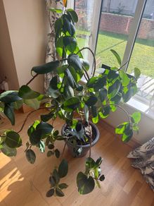 Rubber tree plant