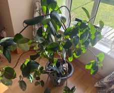 Rubber tree plant