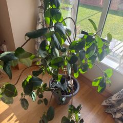 Rubber tree plant