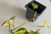 philodendron brasil plant
