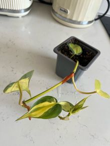 philodendron brasil plant