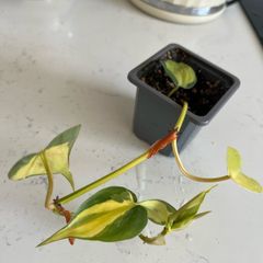 philodendron brasil plant
