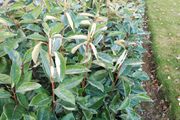 Elaeagnus Hedging