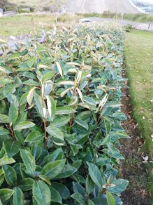 Elaeagnus Hedging