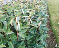 Elaeagnus Hedging