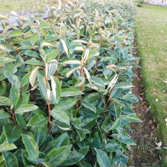 Elaeagnus Hedging