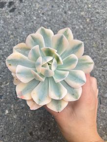 plant