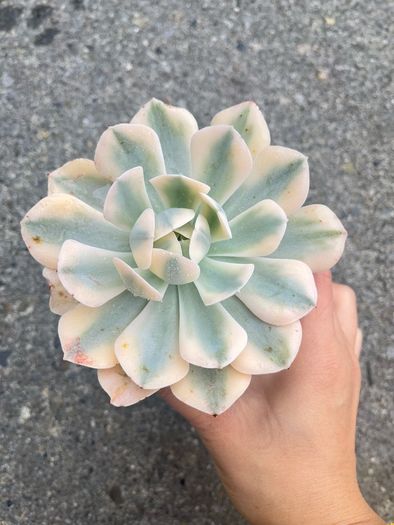 plant