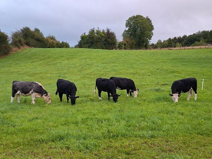 5 Heifers. 5 good condition heifers