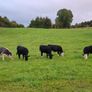 Cattle Image 8