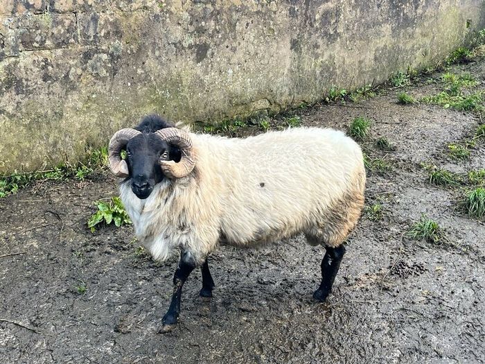 Mayo Blackfaced Ram