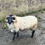 Mayo Blackfaced Ram Image 9