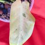 Philodendron Whipple Way mint Image 5