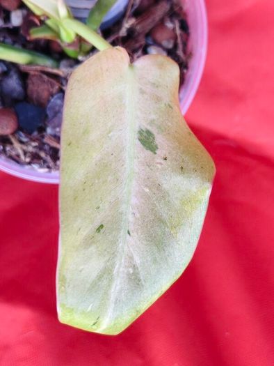 Philodendron Whipple Way mint
