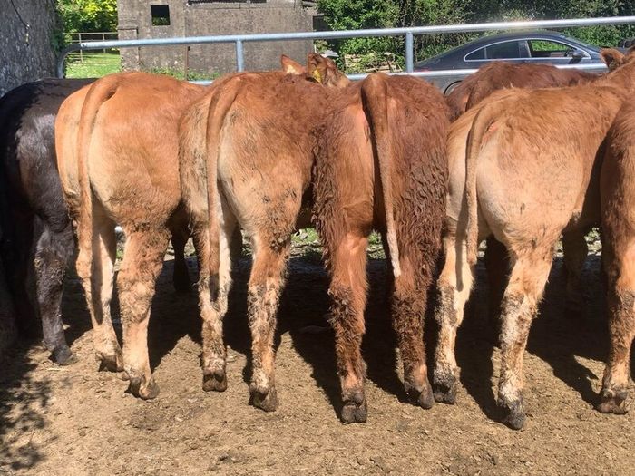 14 smashing limousine heifers