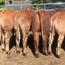 14 smashing limousine heifers Image 5