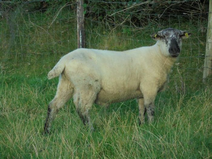 Vasectomised  Horned Teaser Rams