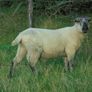 Vasectomised  Horned Teaser Rams Image 7