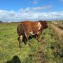 5 BB Bull Image 2