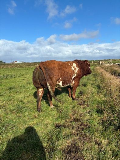 5 BB Bull