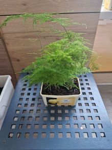Asparagus Fern plant