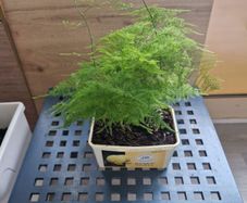 Asparagus Fern plant