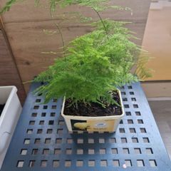 Asparagus Fern plant