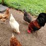 My best rooster available Image 9