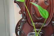 Monstera Burle Marx Flame rooting