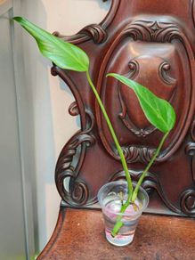Monstera Burle Marx Flame rooting
