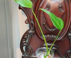 Monstera Burle Marx Flame rooting
