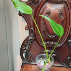 Monstera Burle Marx Flame rooting