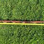 Hand-Carved Wooden Snake Walking Stick / Serpent Cane Image 8