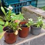 Alyssum Image 3