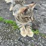 Kittens Image 5