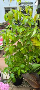 plants