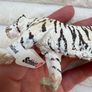 Schleich Wildlife White Tiger Figure 14731 Dirty Please look at the pictures Image 7